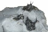 Impressive Cyphaspis Trilobite Cluster - Mrakib, Morocco #365711-10